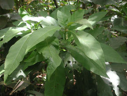 Image of Solanum rovirosanum J. D. Sm.