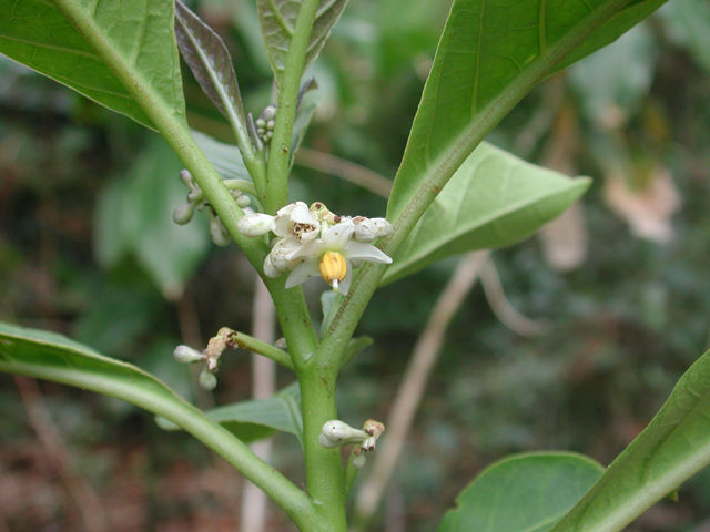 Image of Solanum rovirosanum J. D. Sm.