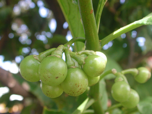 Image of Solanum rovirosanum J. D. Sm.