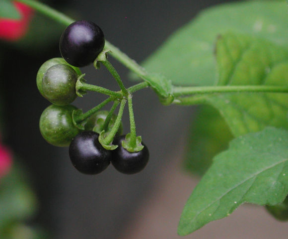 Image of American black nightshade