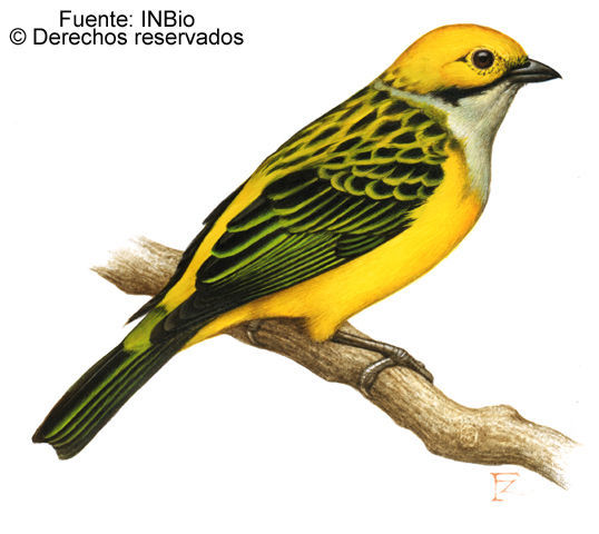 Image of Silver-throated Tanager