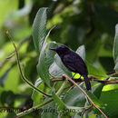 Image of Black-hooded Antshrike