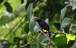 Image of Black-hooded Antshrike