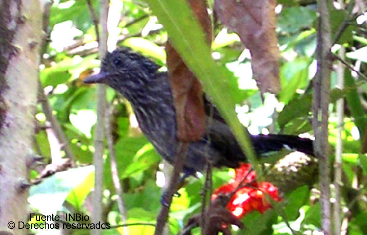 Image of Black-hooded Antshrike