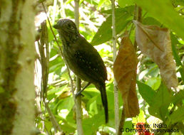 Image of Black-hooded Antshrike