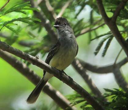 Image of Apical Flycatcher