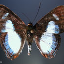 Image of Irenia Metalmark