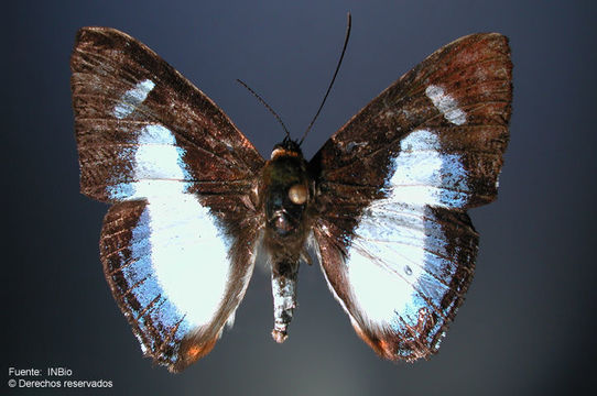 Image of Irenia Metalmark