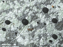 Image of tapellaria lichen