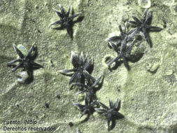 Image of trichothelium lichen