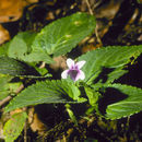 Image of Viola scandens Humb. & Bonpl. ex Roem. & Schult.