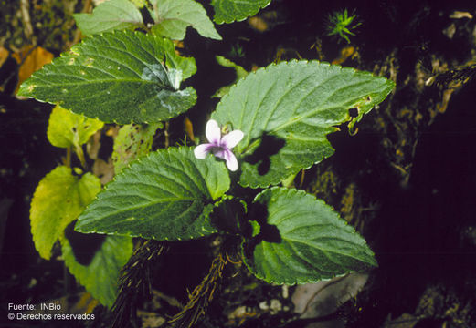 Image of Viola scandens Humb. & Bonpl. ex Roem. & Schult.