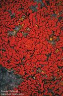 Imagem de Xanthoria elegans (Link) Th. Fr.