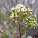 Archibaccharis irazuensis Blake resmi