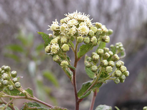 Image of Archibaccharis irazuensis Blake