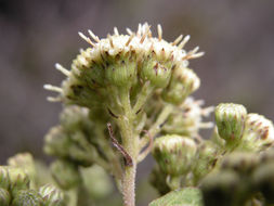 Archibaccharis irazuensis Blake resmi