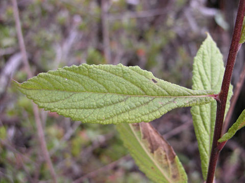 Archibaccharis irazuensis Blake resmi