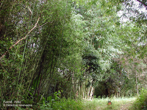 Image of bamboo