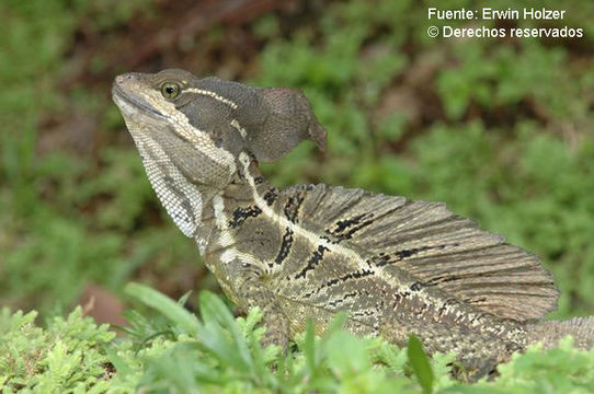 Image of Common Basilisk