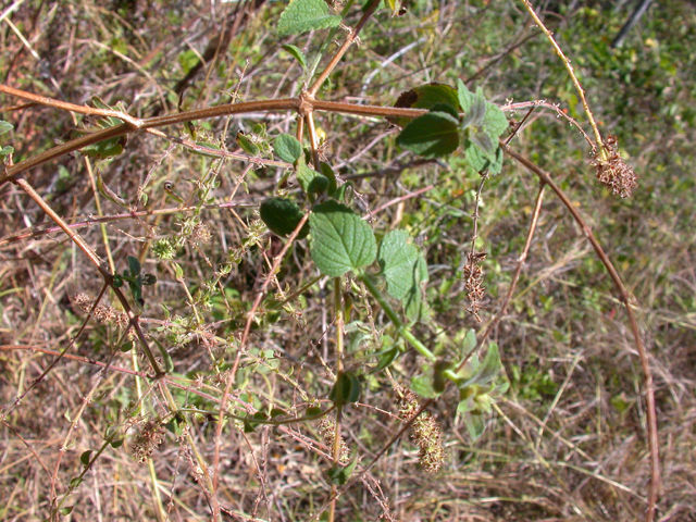 Image of Asterohyptis