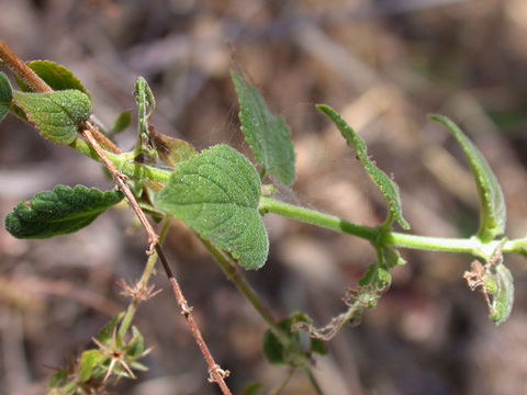 Image of <i>Asterohyptis mociniana</i>