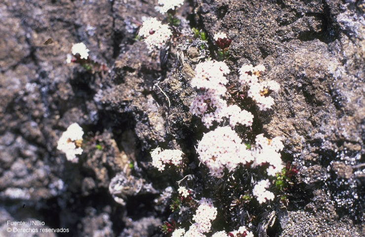 Image of Arcytophyllum lavarum K. Schum. ex Standl.