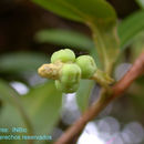 Imagem de Anthurium scandens (Aubl.) Engl.