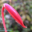 Imagem de Anthurium scherzerianum Schott