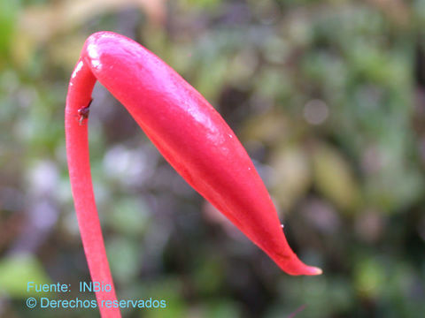 Imagem de Anthurium scherzerianum Schott