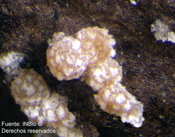 Image of Bionectria byssicola (Berk. & Broome) Schroers & Samuels 1997