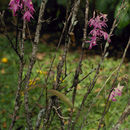 Image of Barkeria lindleyana Bateman ex Lindl.