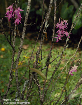 Image of Barkeria