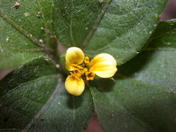 Image of Calyptocarpus wendlandii Sch. Bip.