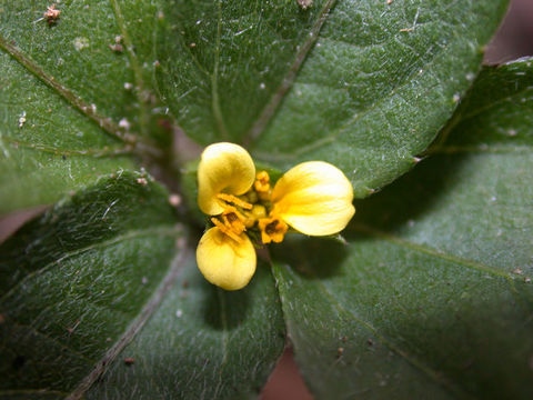 Calyptocarpus wendlandii Sch. Bip. resmi