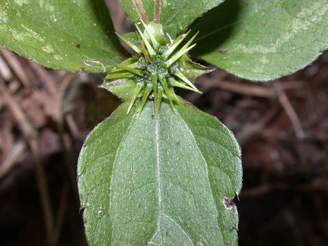 Image of Calyptocarpus wendlandii Sch. Bip.