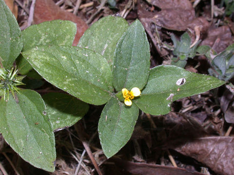 Calyptocarpus wendlandii Sch. Bip. resmi