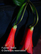 Image of Bomarea acutifolia (Link & Otto) Herb.