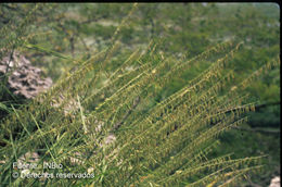 Image of sideoats grama