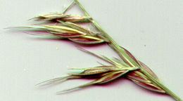 Image of sideoats grama