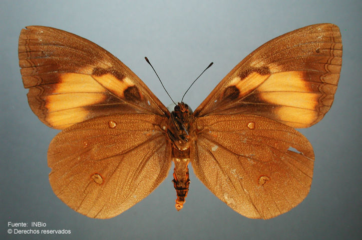 Image of Brassolis isthmia Bates 1864