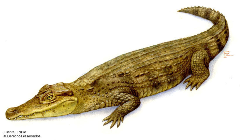 Image of Common Caiman