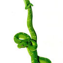 Image of Coffee Palm Viper