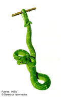 Image of Coffee Palm Viper