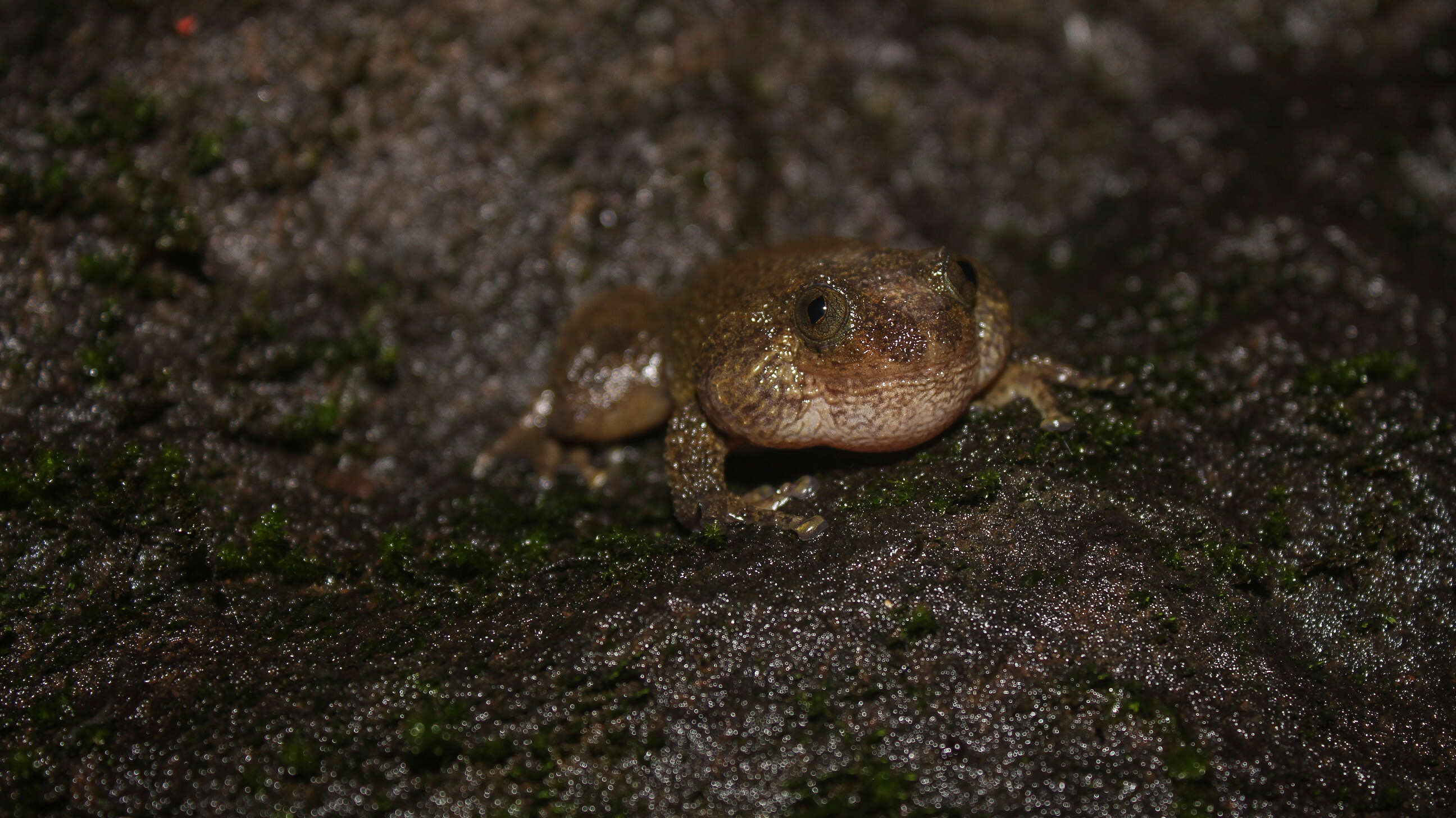 Image of Bombay night frog