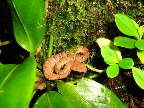 Image of Coffee Palm Viper