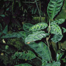 Sivun <i>Calathea warszewiczii</i> (L. Mathieu ex Planch.) Planch. & Linden kuva