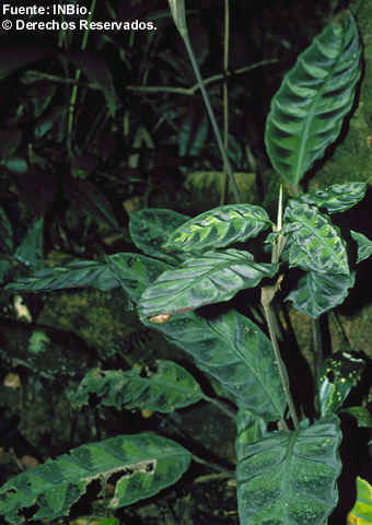 Sivun <i>Calathea warszewiczii</i> (L. Mathieu ex Planch.) Planch. & Linden kuva