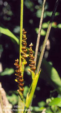 Sivun Calathea lutea (Aubl.) E. Mey. ex Schult. kuva