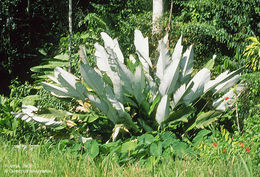 Imagem de Calathea lutea (Aubl.) E. Mey. ex Schult.