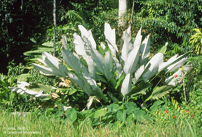 Sivun Calathea lutea (Aubl.) E. Mey. ex Schult. kuva